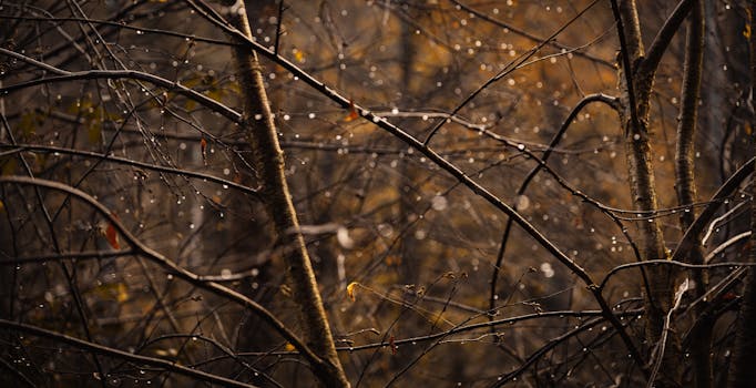 A close-up of branches with dewdrops against a blurred autumn forest background.
