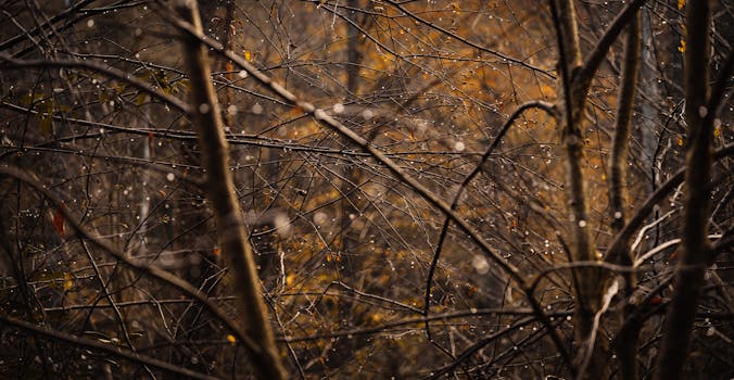 Close-up of dew-covered branches in an autumn forest, creating a serene and moody atmosphere.
