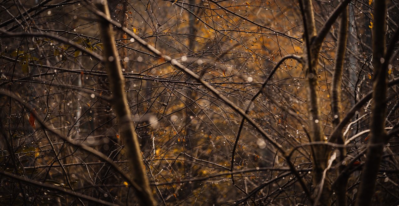 close up of dew covered branches in an autumn forest creating a serene