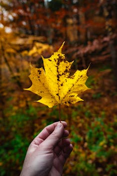 Close-up of a hand holding a yellow maple leaf with a colorful fall background.