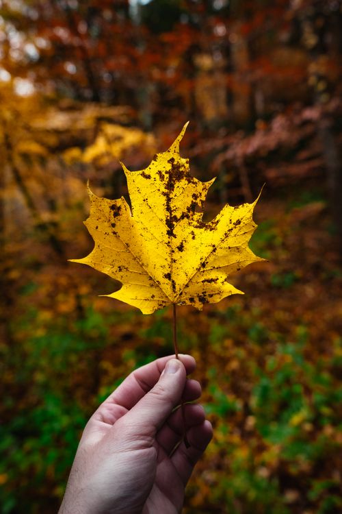 Free Close-up of a hand holding a yellow maple leaf with a colorful fall background. Stock Photo