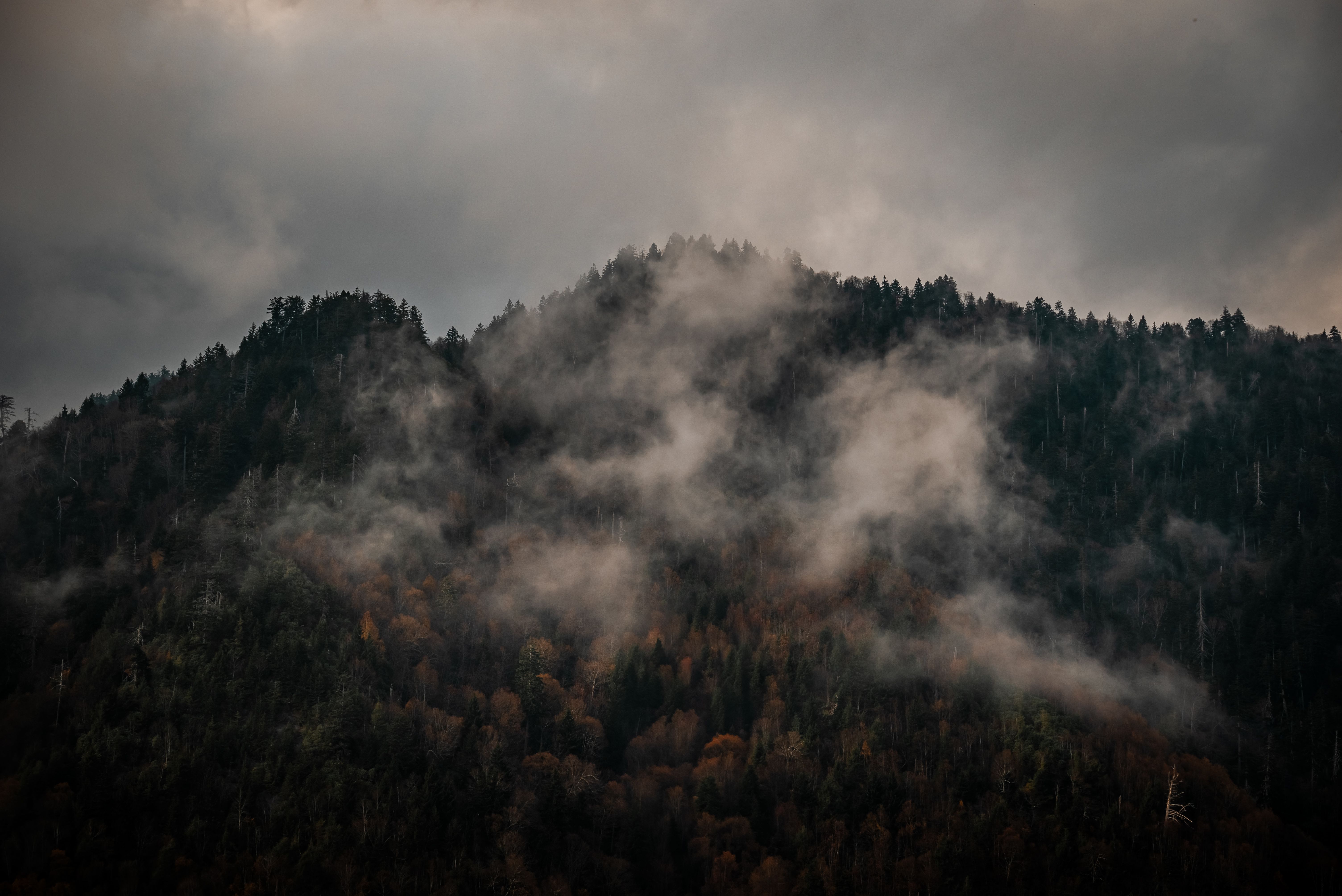 Dramatic mist envelops a forested mountain, capturing an autumn ambiance.