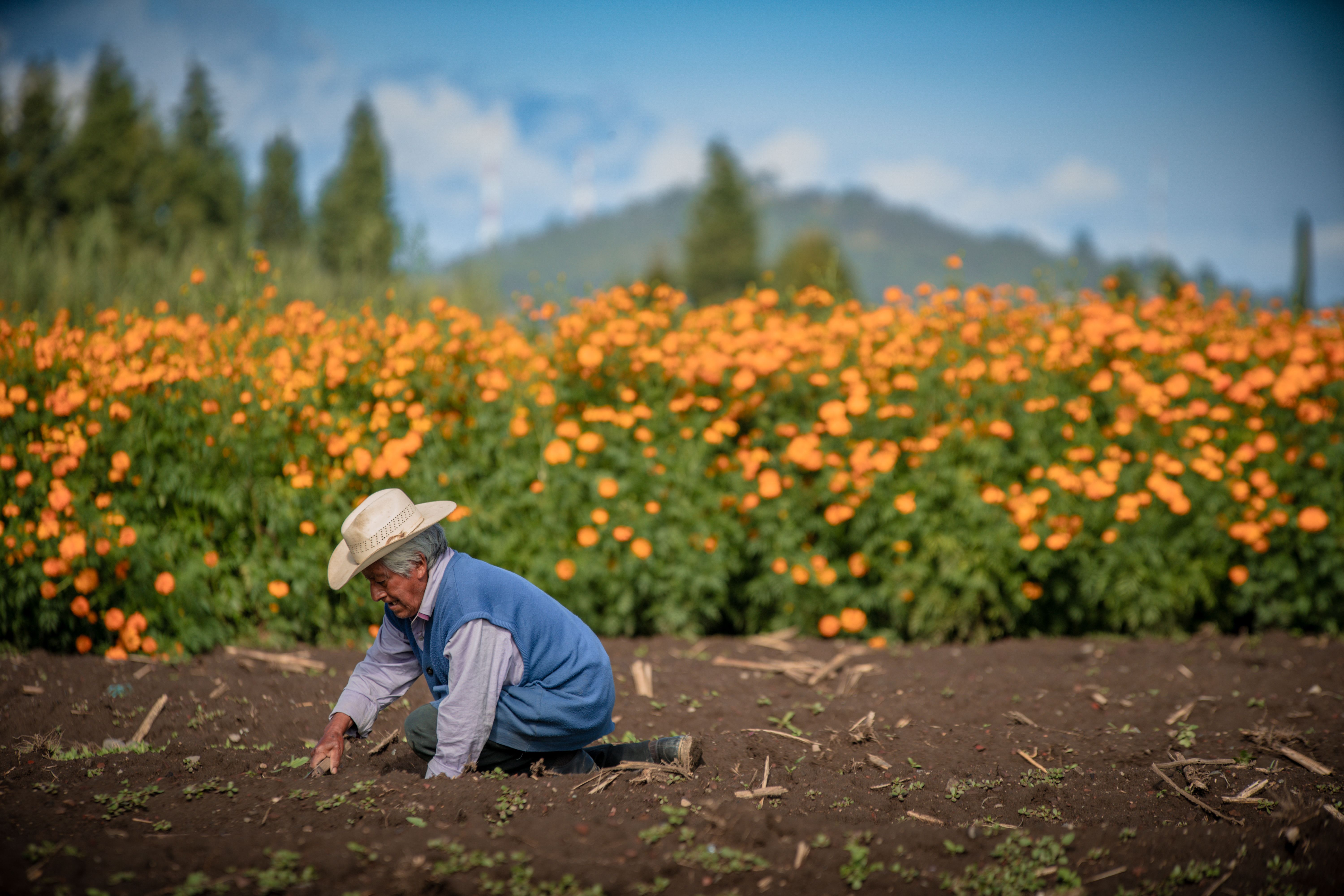 An elderly farmer works in a marigold field in San Andrés Cholula, Mexico.
