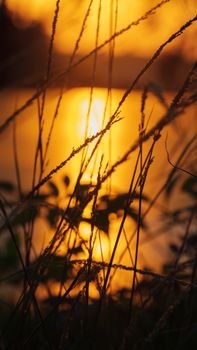 Golden sunset reflecting on water through silhouetted grass, creating a tranquil scene.