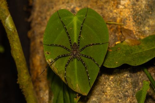 Free Close-up of a spider resting on a green heart-shaped leaf in its natural habitat. Stock Photo