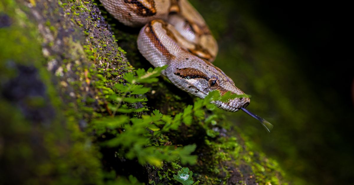 Boid Snake Close-Up of Boa Constrictor in Natural Habitat · Free Stock Photo