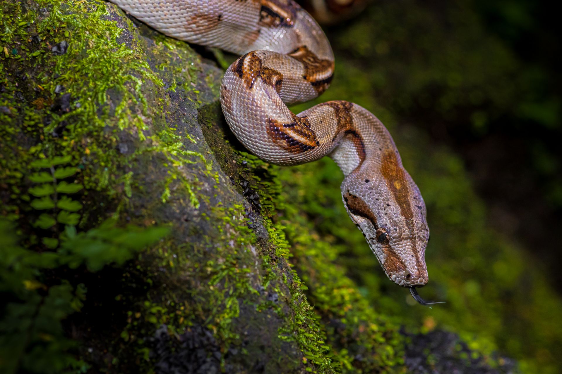 Boa Constrictor on Mossy Forest Floor