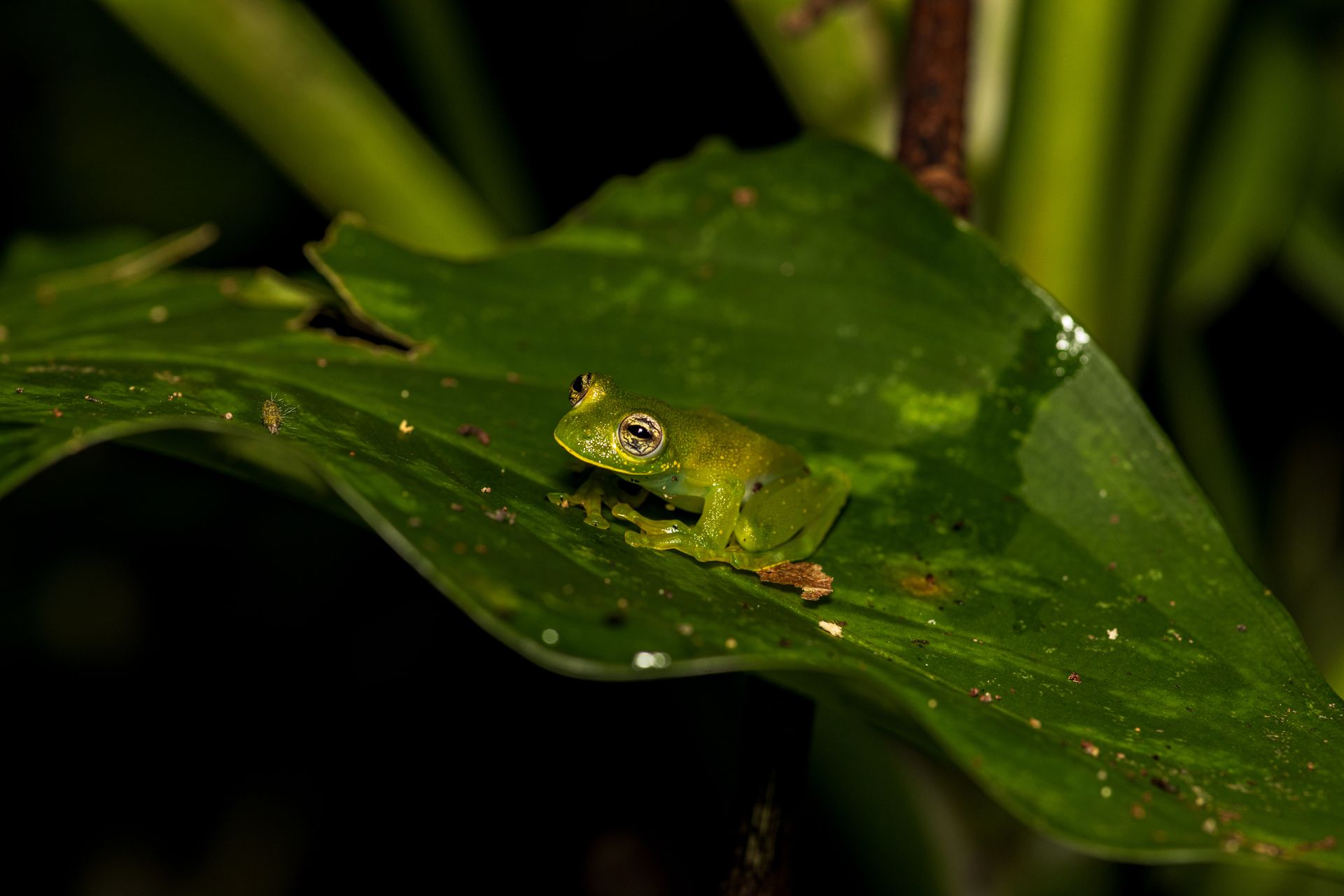 Green Frog on a Leaf in Natural Habitat
