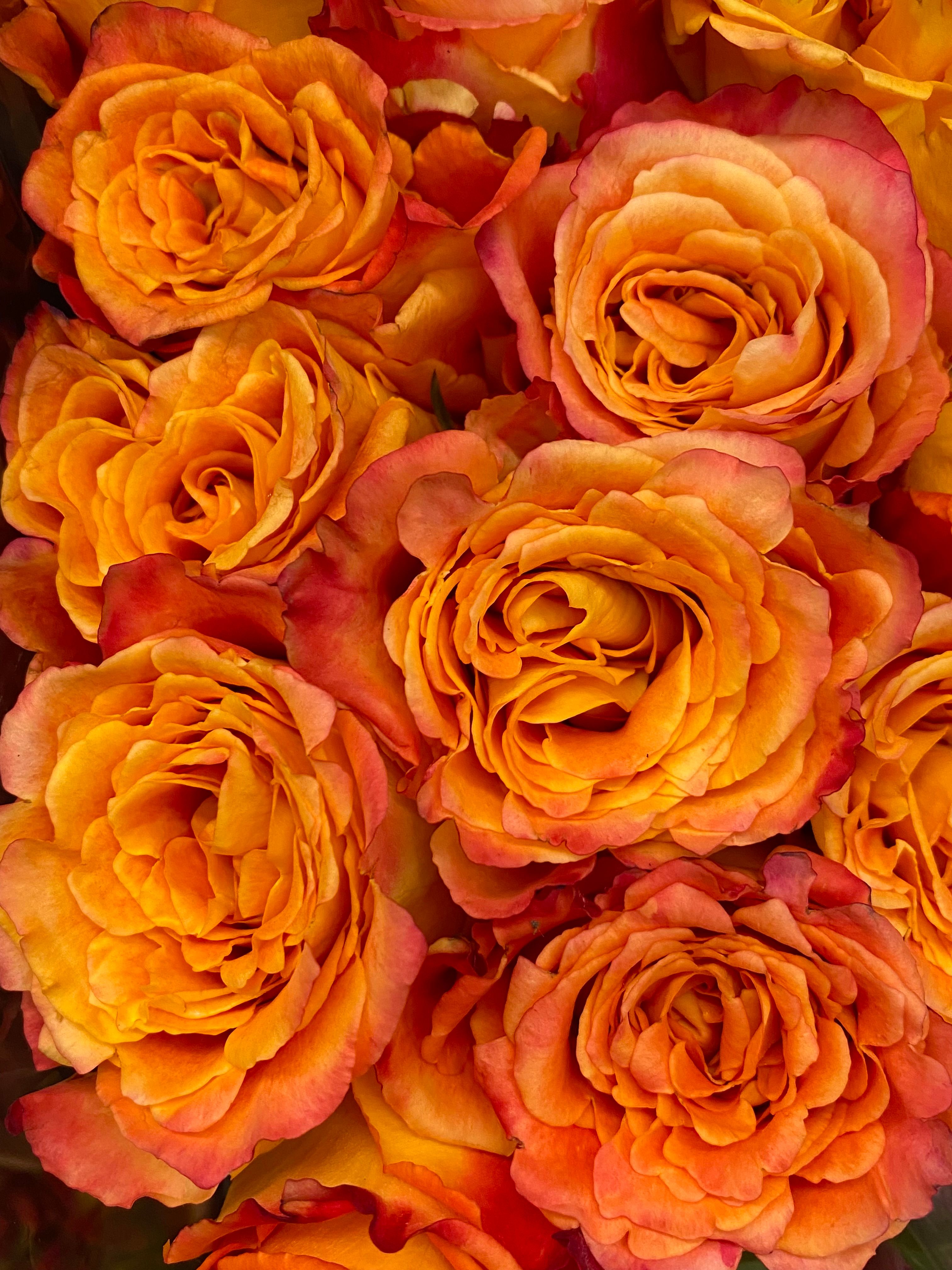 Vibrant Close-Up of Orange Roses for Floral Design · Free Stock Photo