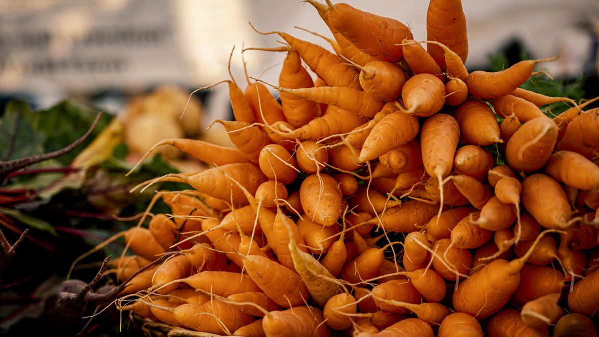 Comment réussir le semis de carottes en pot