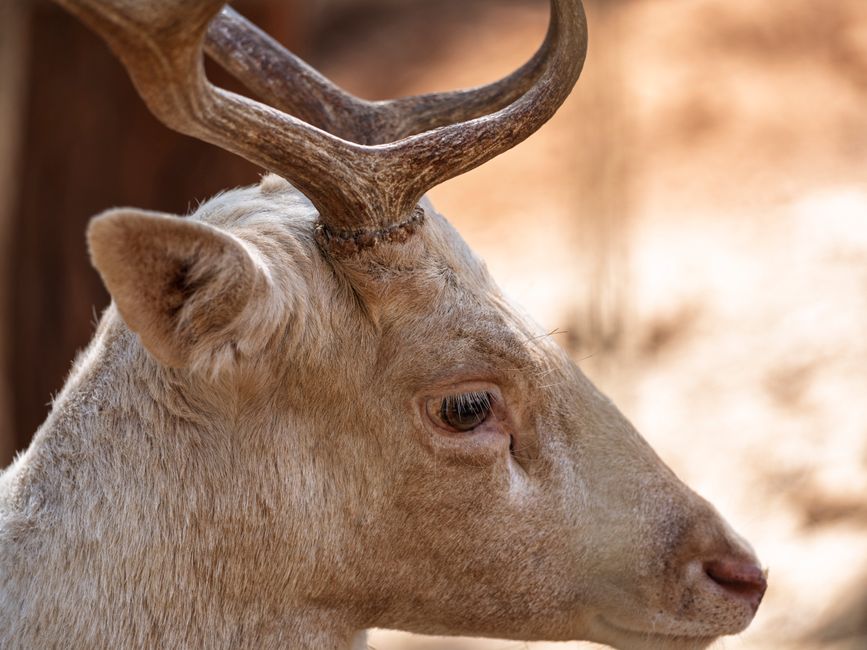 Side view of a white deer with antlers in a natural setting.