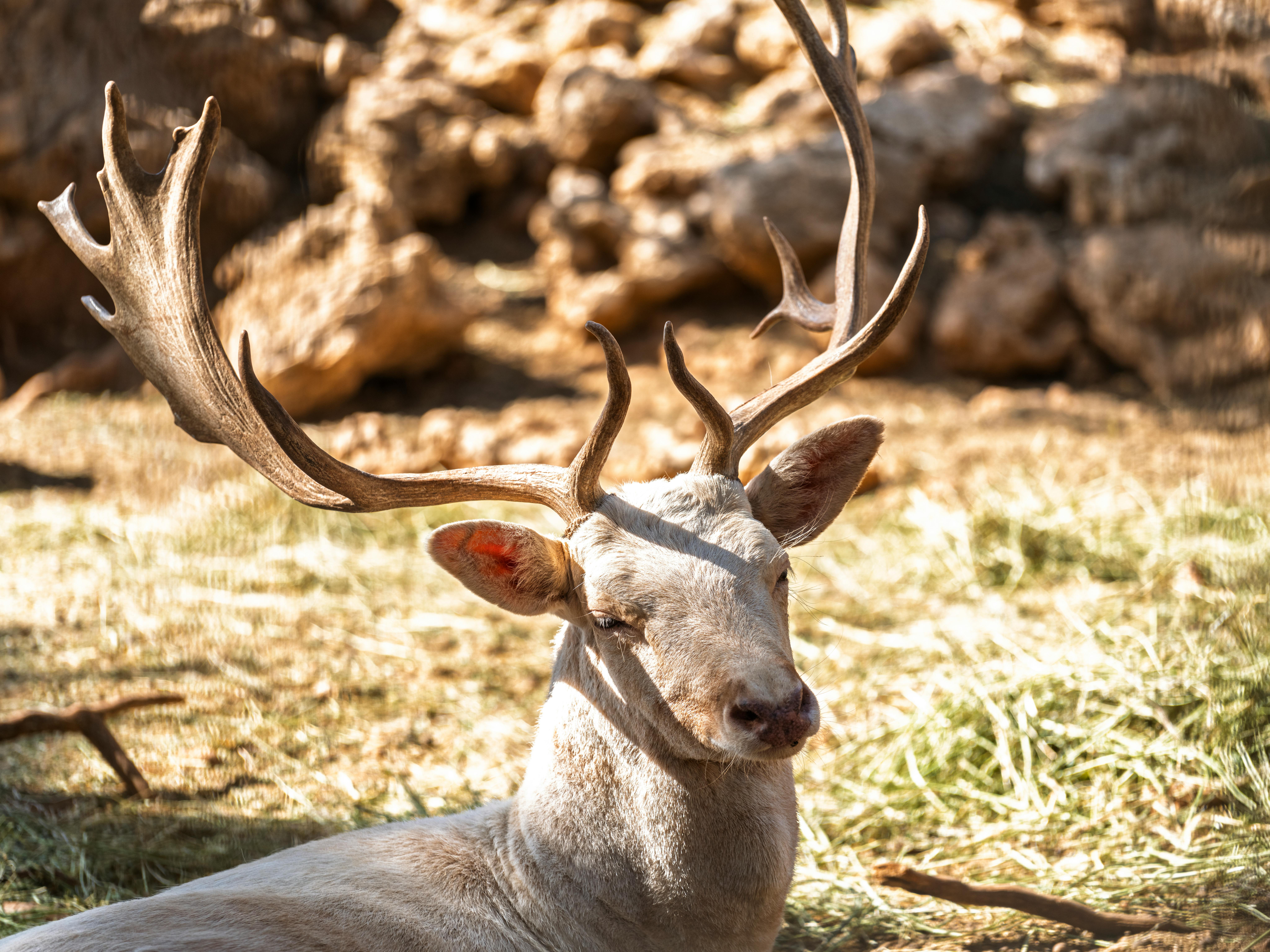 grátis Veado Majestoso Com Chifres Descansando Ao Sol Foto profissional