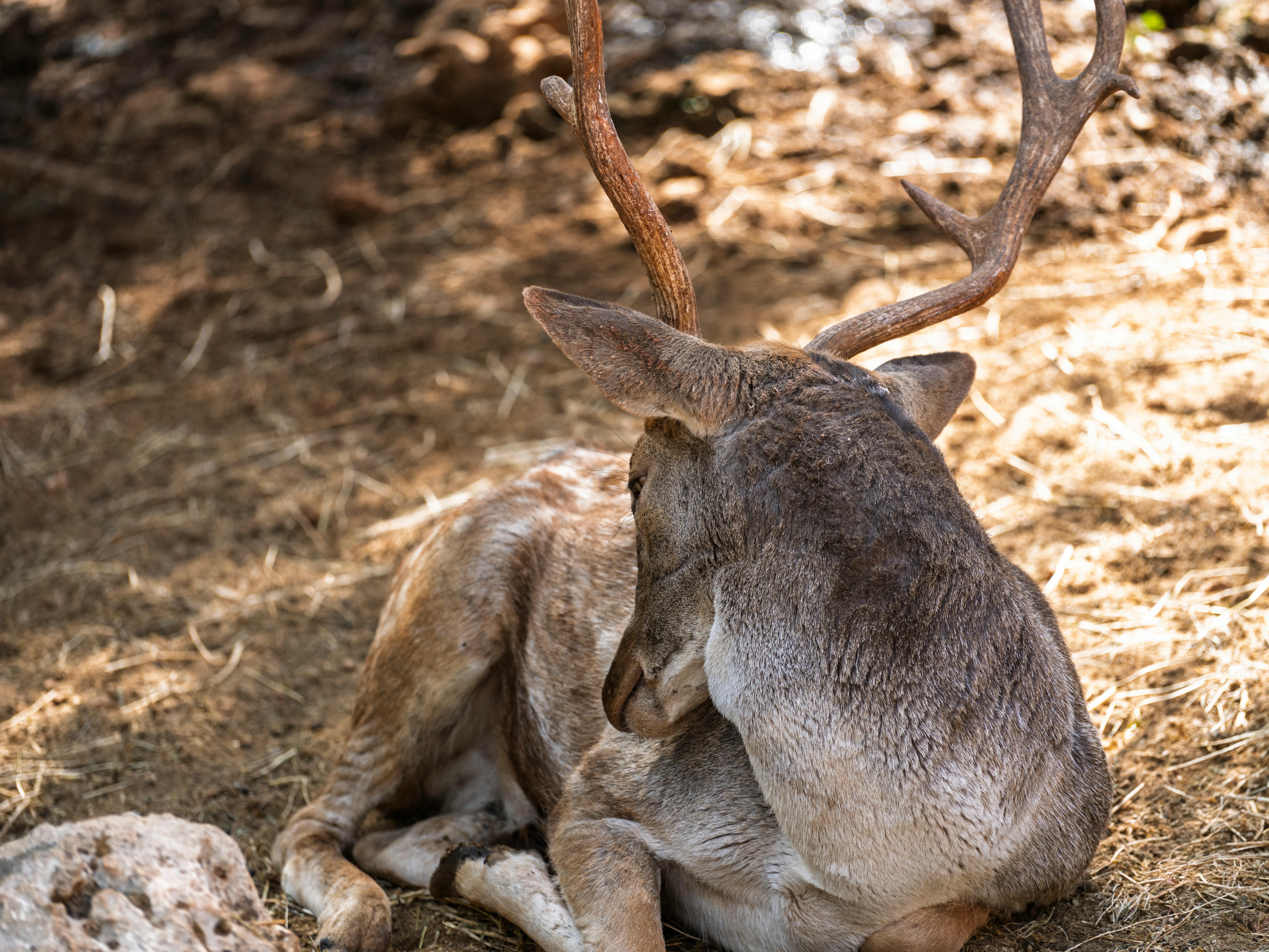 grátis Veado Fofo No Zoológico Foto profissional