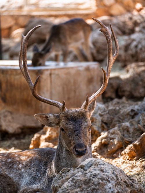 Free A serene deer with impressive antlers resting in a rocky forest setting. Stock Photo