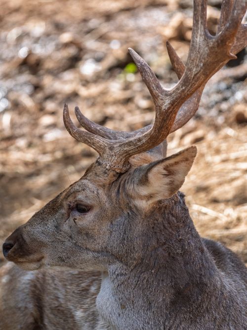 Free Side profile of a deer with striking antlers, showcasing nature's beauty. Stock Photo