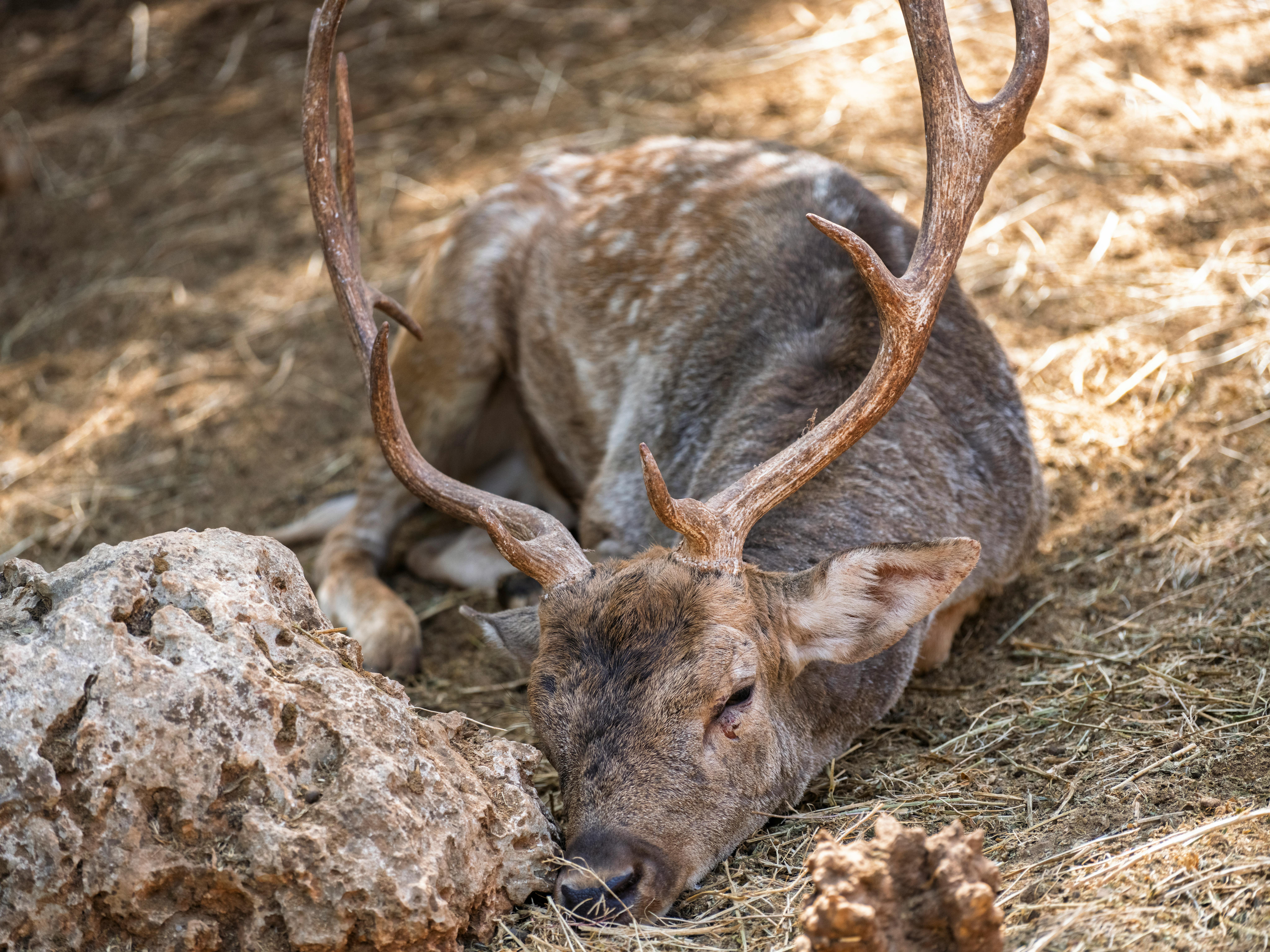 grátis Veado Descansando Com Chifres Na Floresta Foto profissional