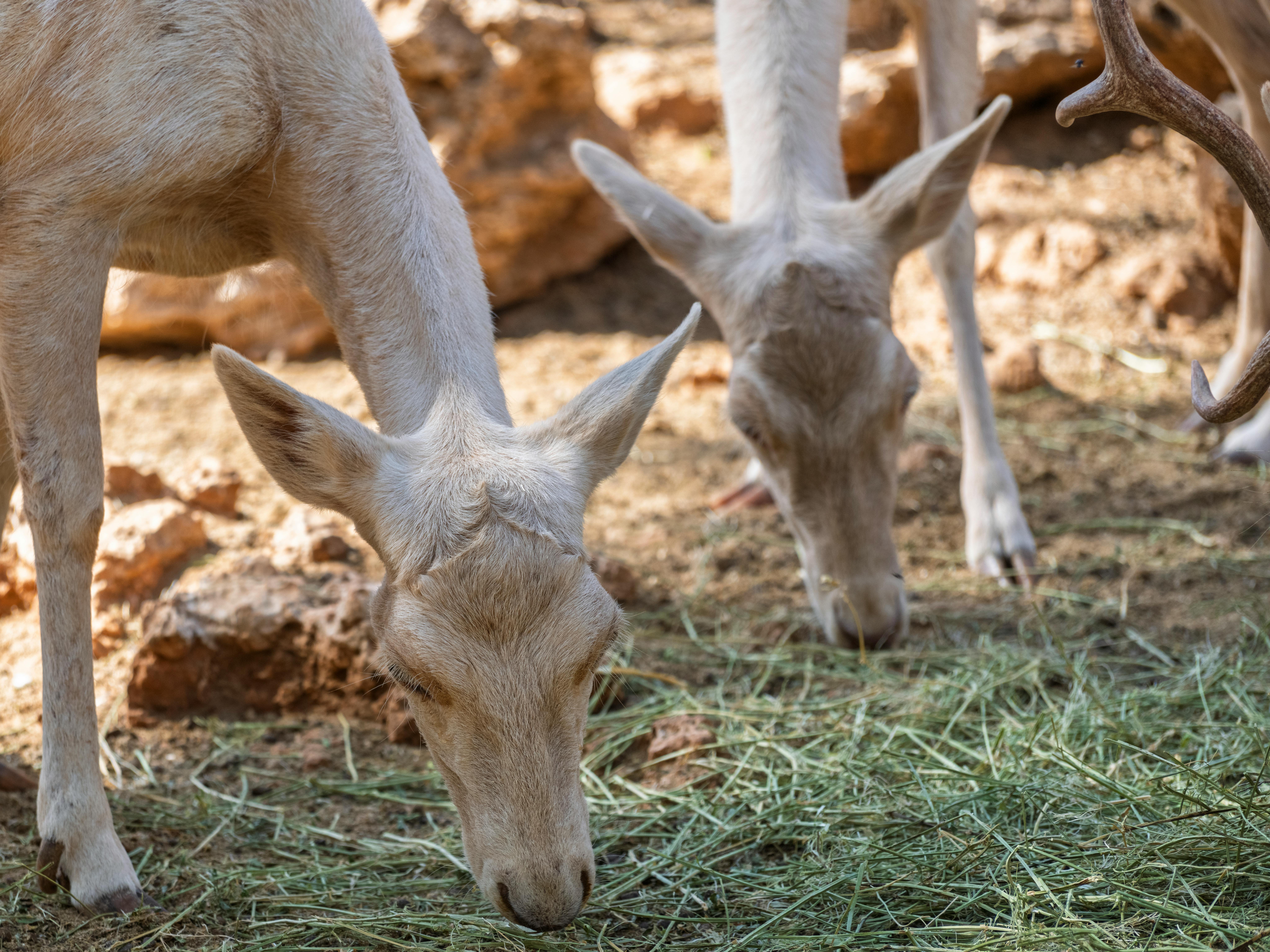 grátis Close Up De Veados Brancos Pastando Em Habitat De Vida Selvagem Foto profissional