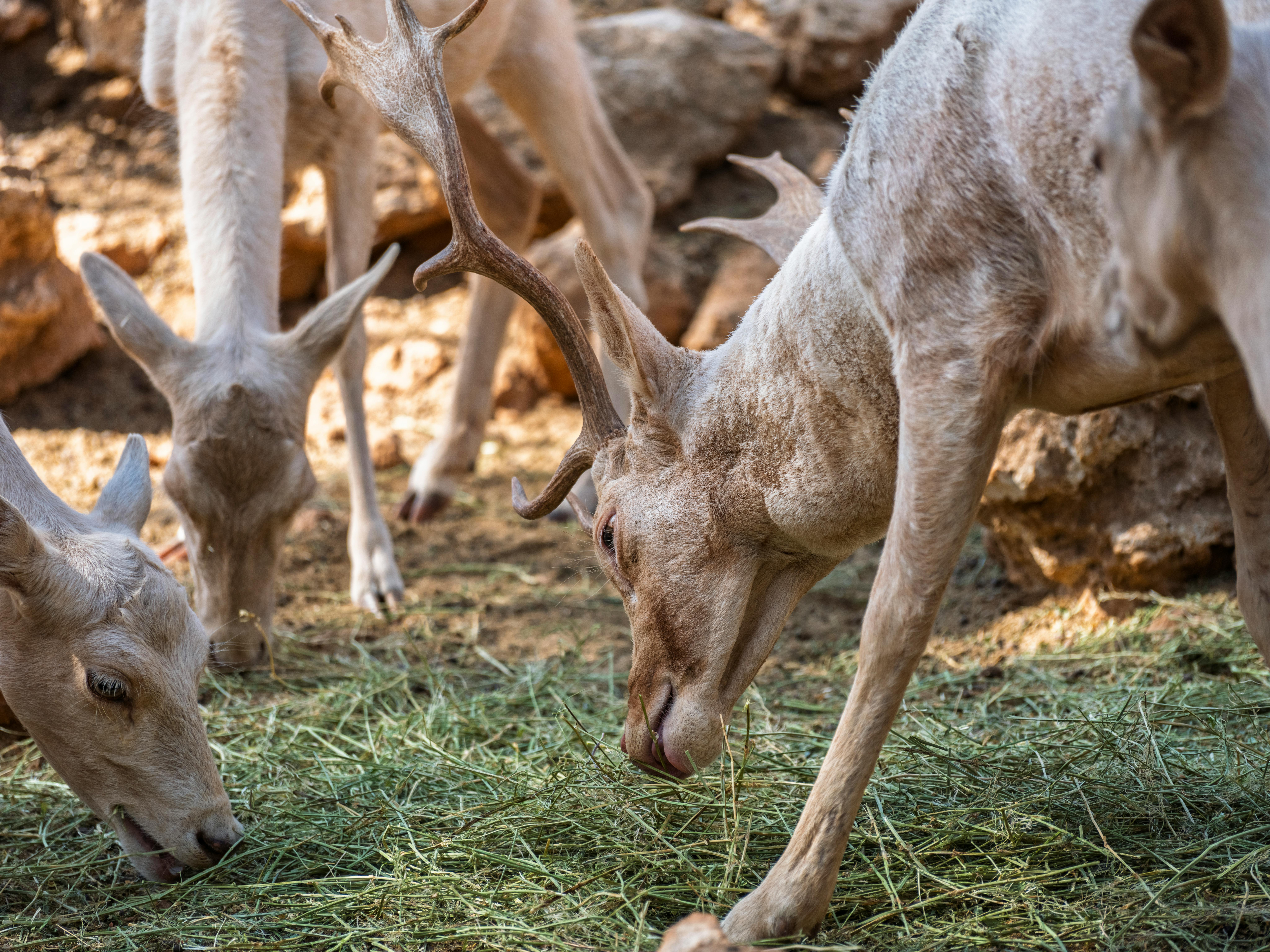grátis Grupo De Gamos Pastando Em Floresta Ensolarada Foto profissional