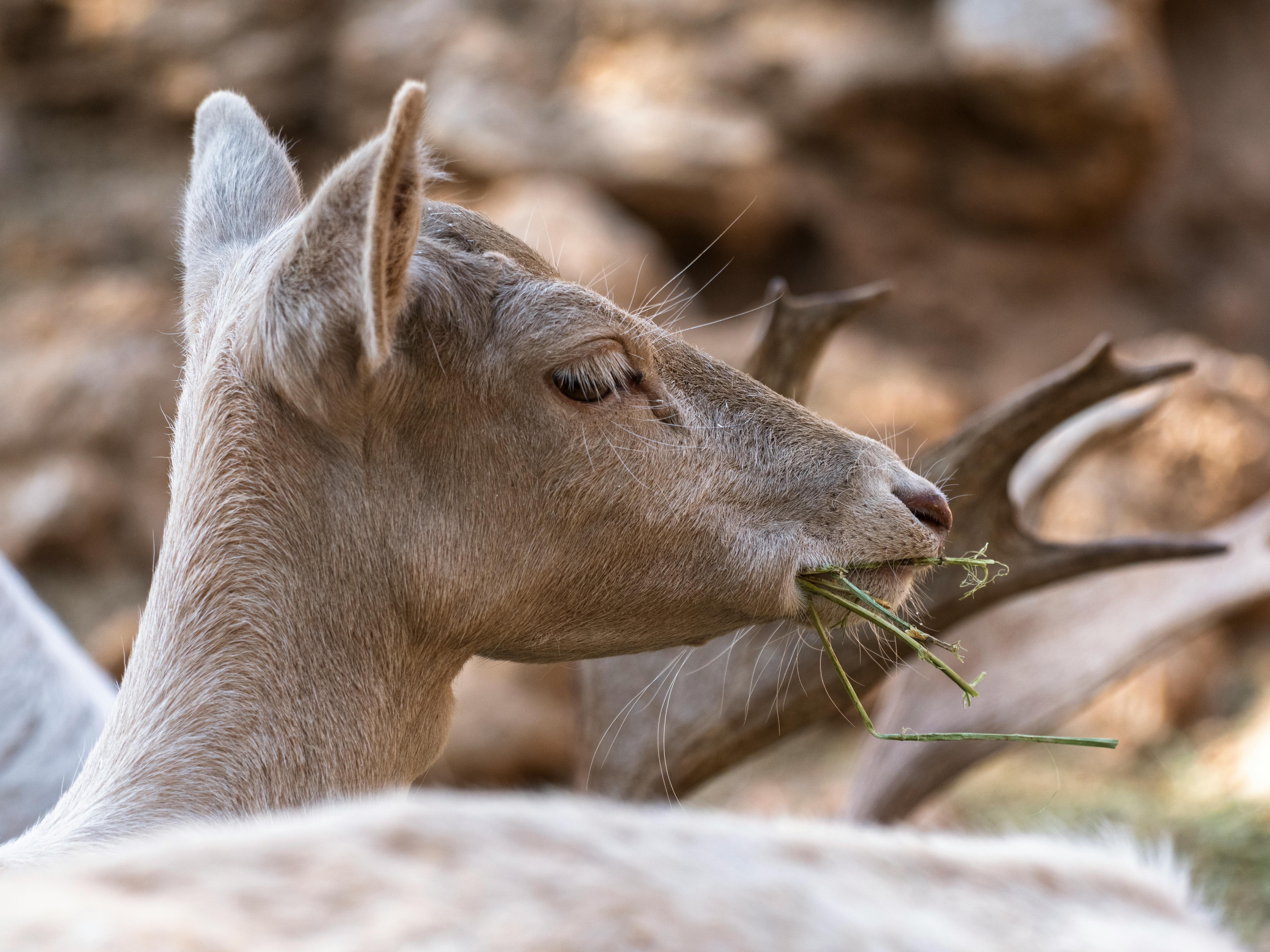 grátis Veado Fofo No Zoológico Foto profissional
