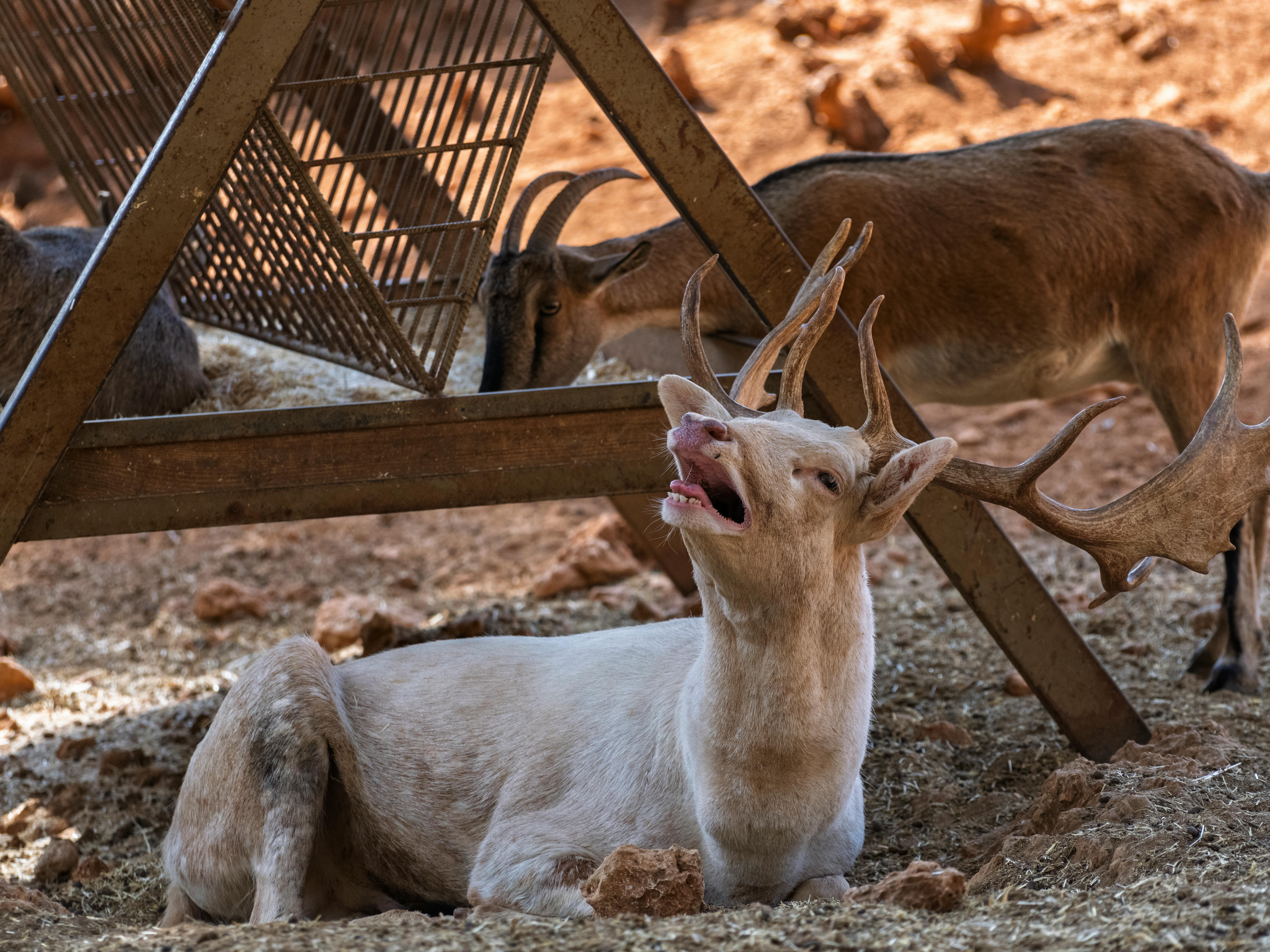 grátis Lindos Veados No Zoológico Foto profissional