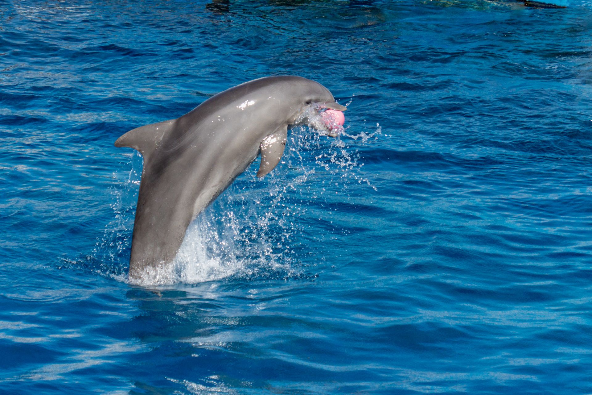 A lively dolphin leaps from the vibrant blue waters, showcasing marine grace.