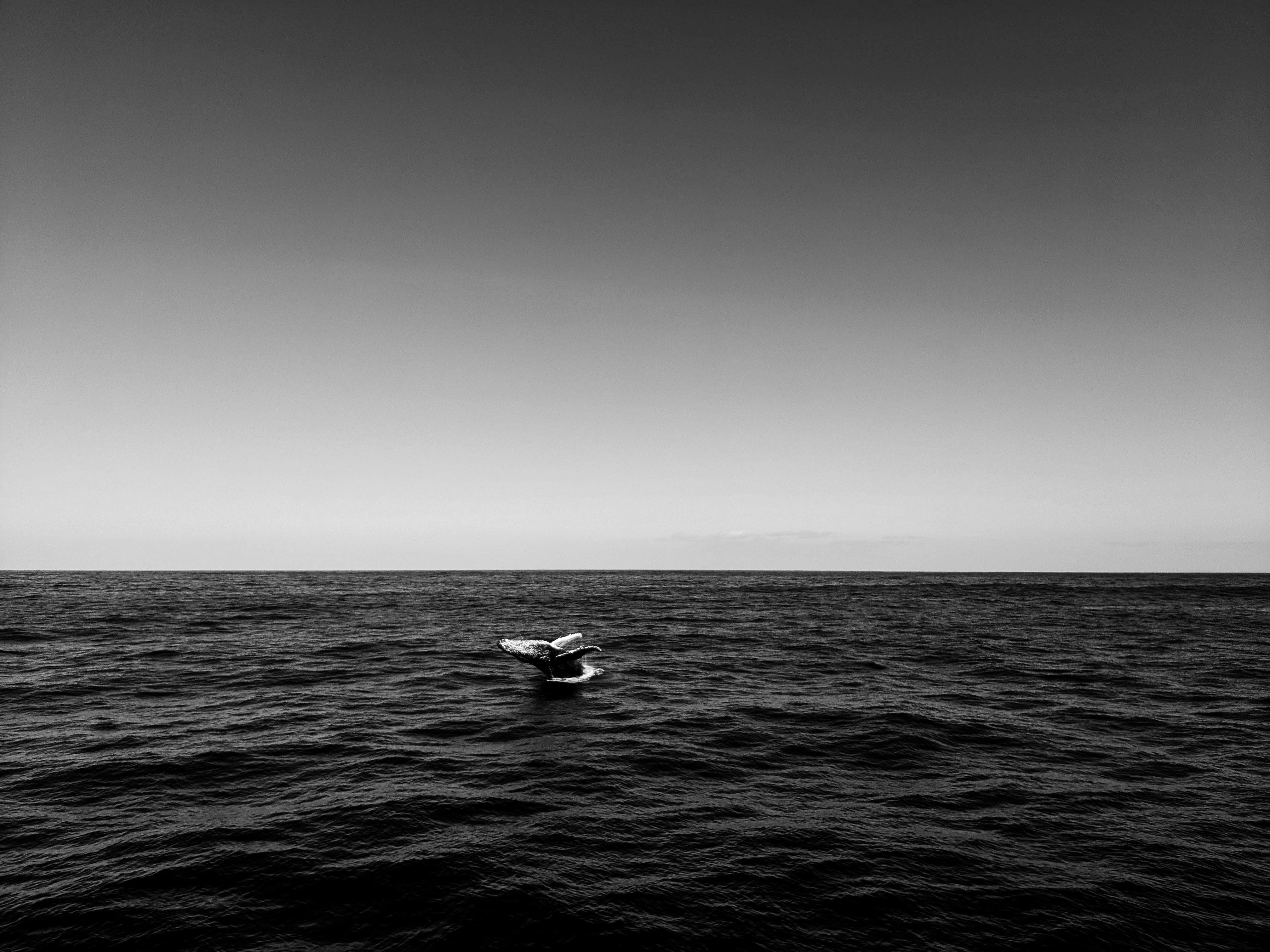 这张在澳大利亚昆士兰州拍摄的黑白照片，捕捉了海洋中座头鲸的尾巴