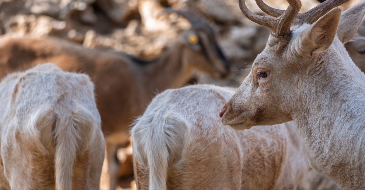 Les Tendances des Excursions Animalières en 2026