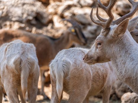 Group of deer with antlers in a sunny forest setting, showcasing wildlife beauty.