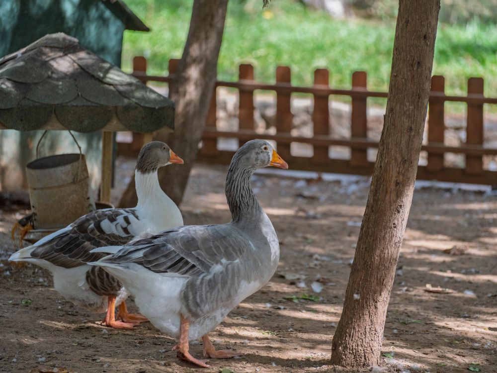 Geese Setting Pair of Geese Strolling in a Farmyard Setting · Free Stock Photo