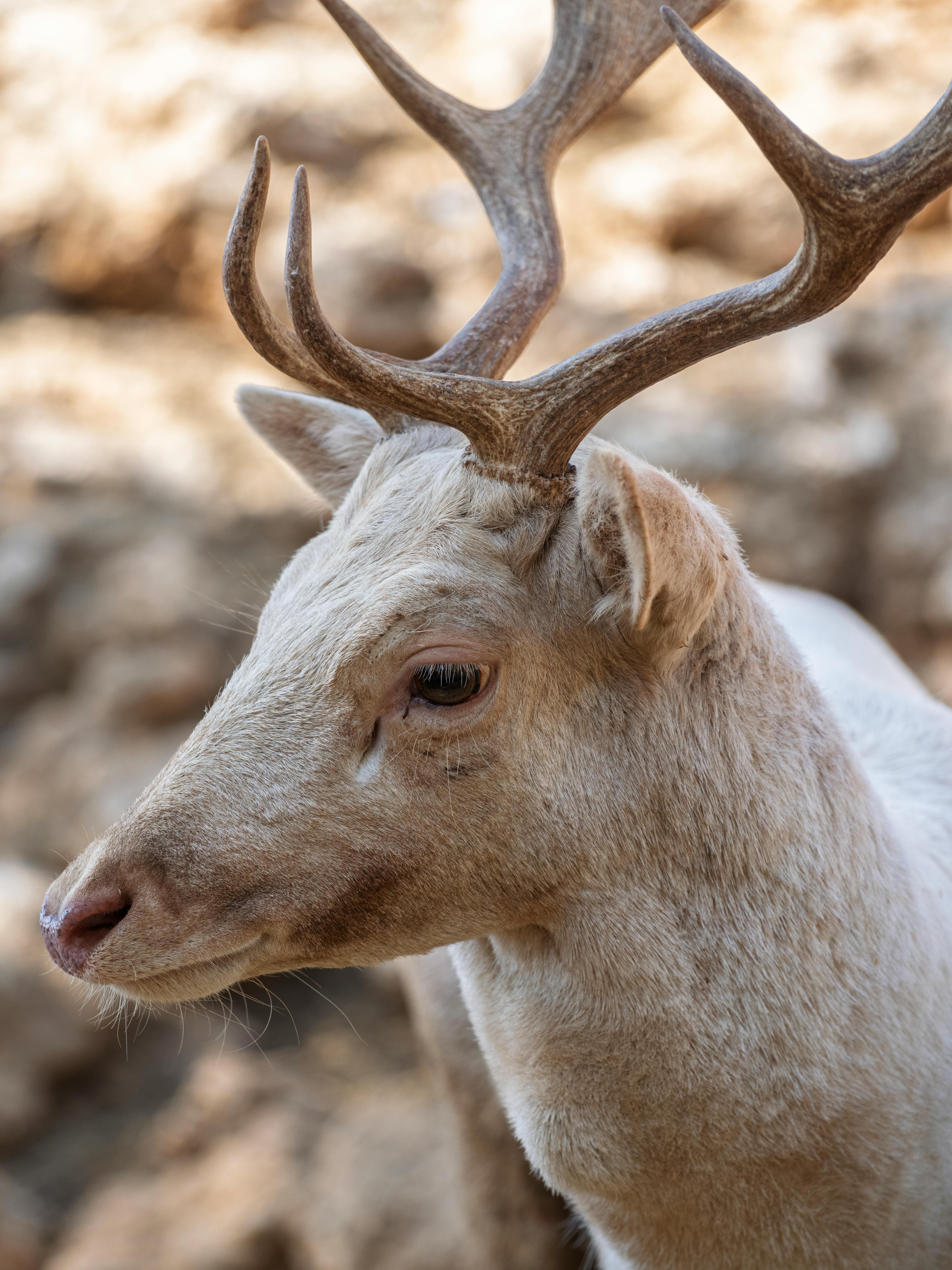 grátis Retrato Em Close Up De Um Veado Branco Com Chifres Foto profissional