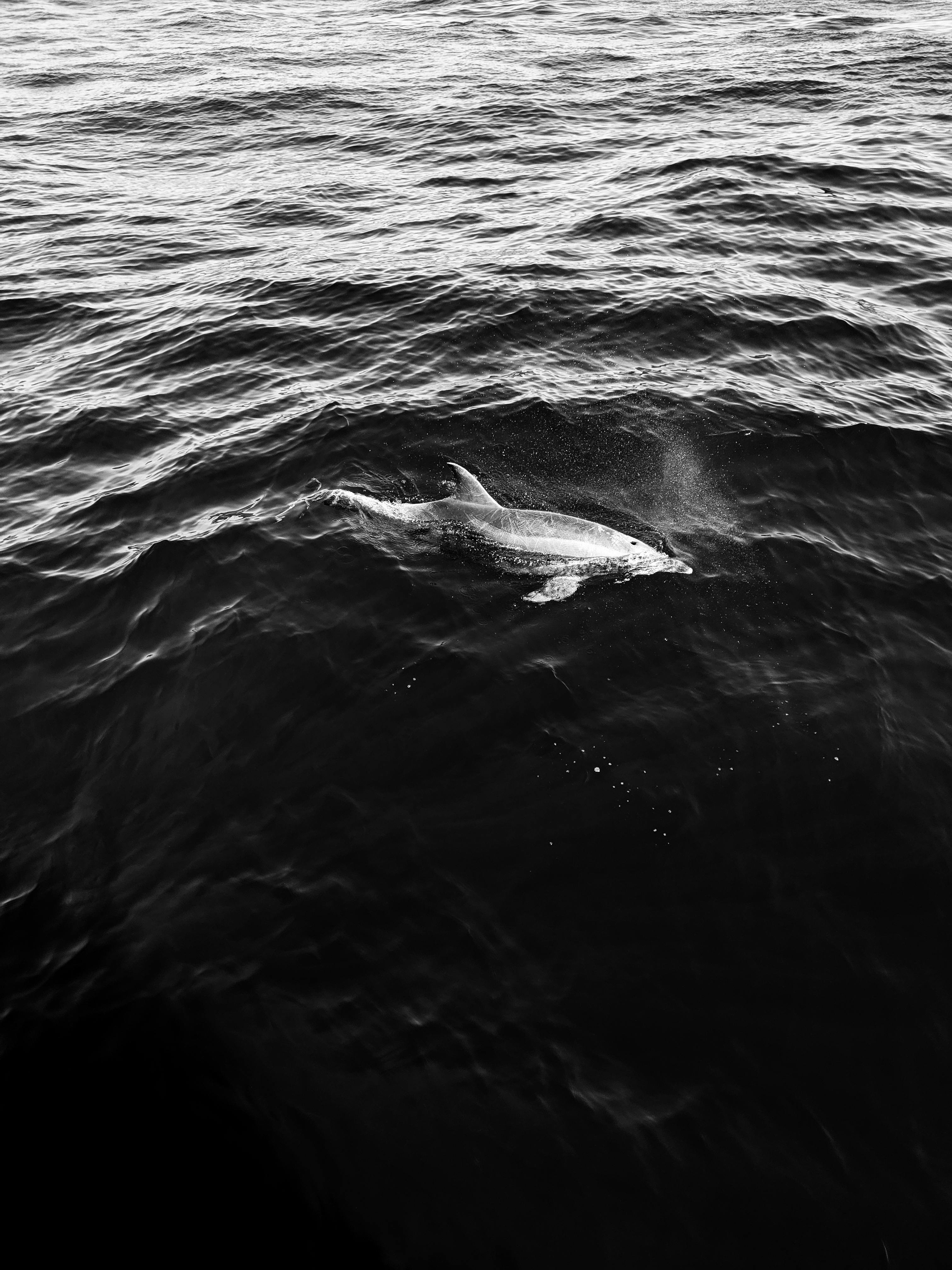 Black and White Ocean Wallpapers  Top Free Black and White Ocean  Backgrounds  WallpaperAccess