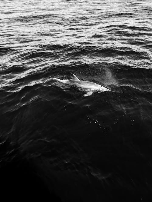 Δωρεάν στοκ φωτογραφιών με bottlenose δελφίνι, άγρια φύση, ασπρόμαυρο