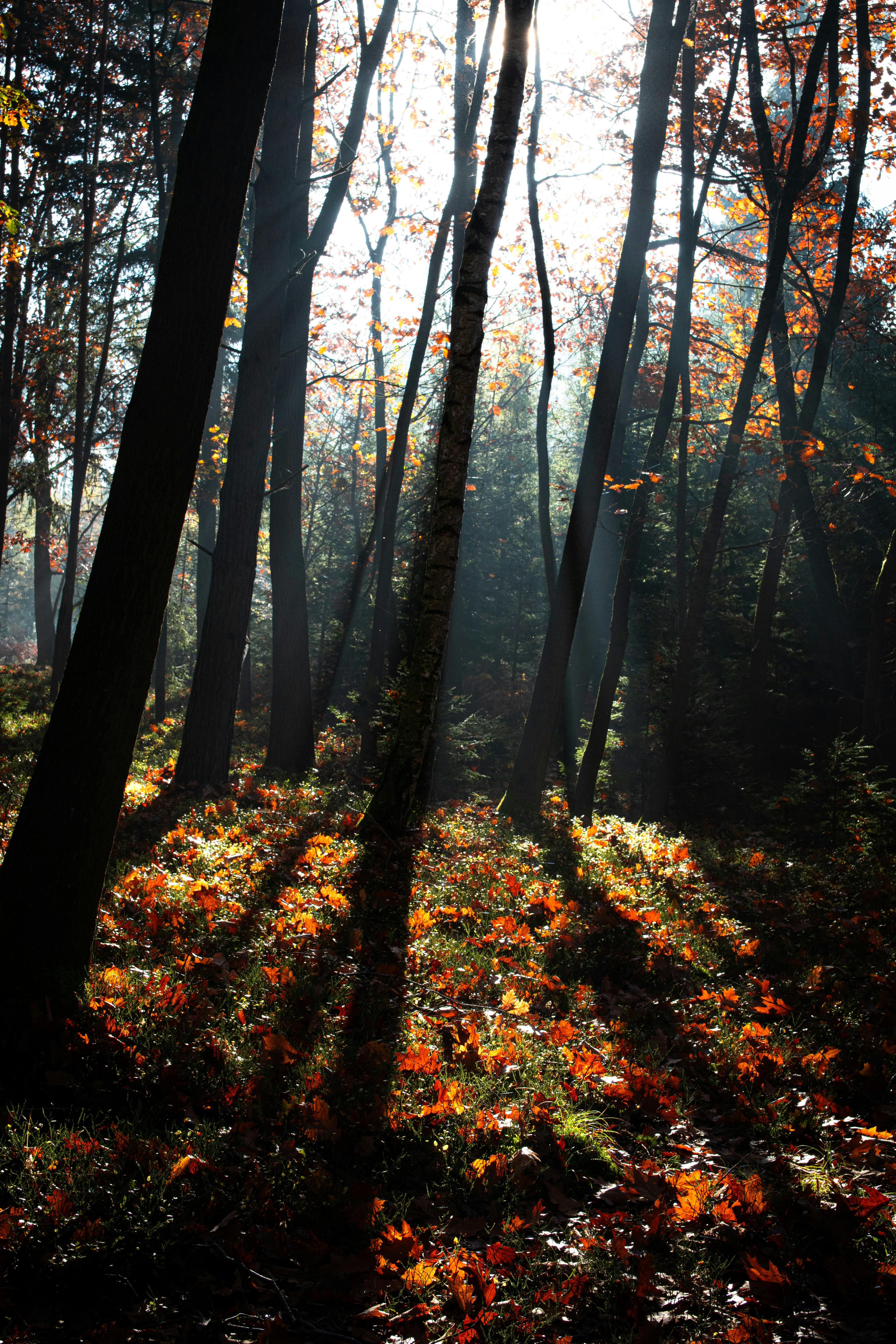 Sunlight filtering through the trees illuminating orange autumn leaves in a serene forest.