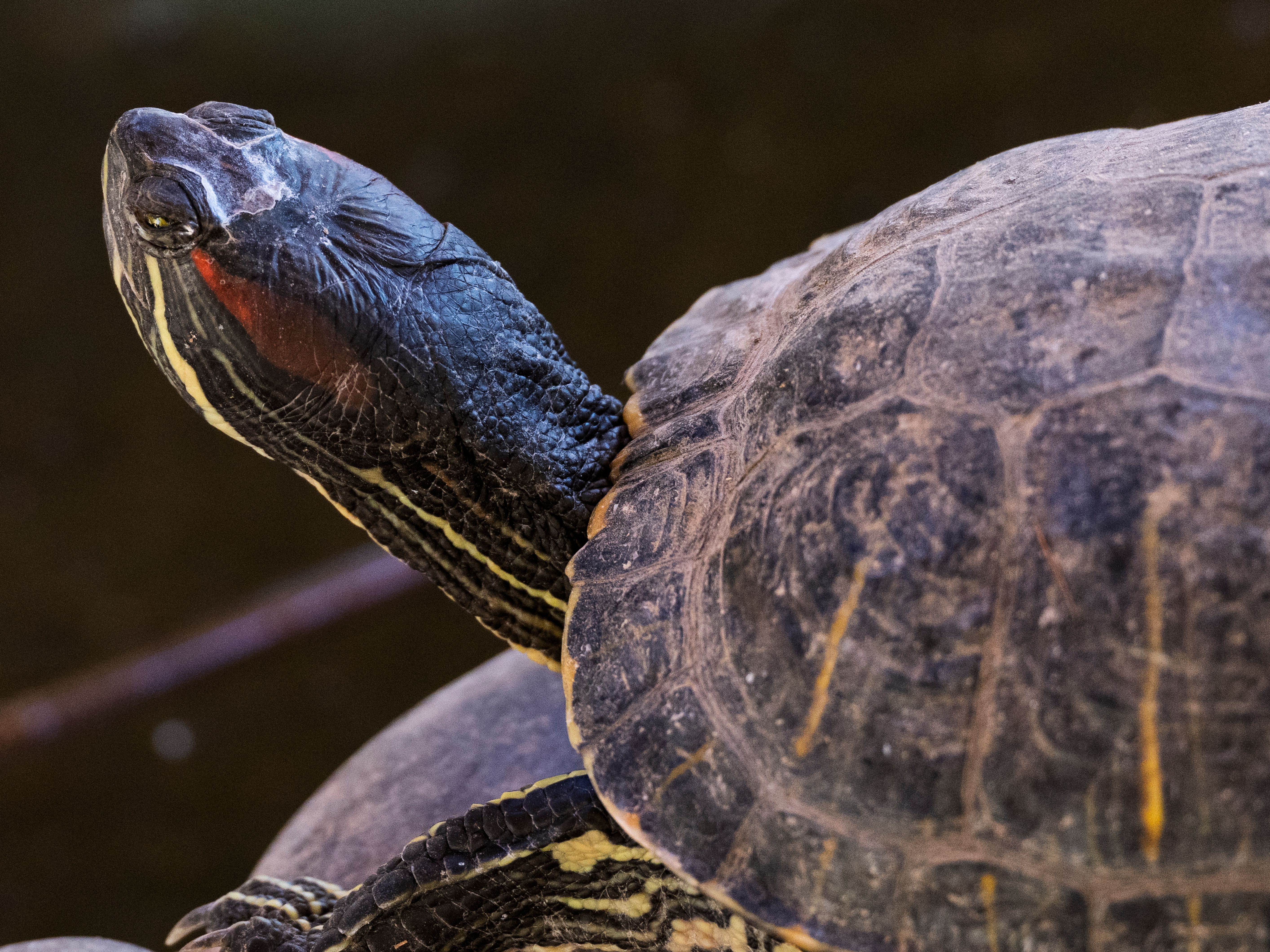 Red eared slider turtle food list: close-up of a red-eared slider's head and red ear patch while basking