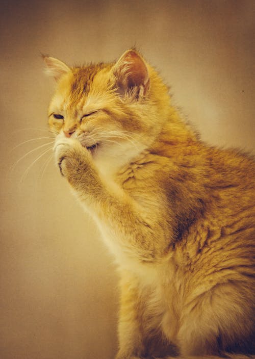 Cat slow blinking to show trust