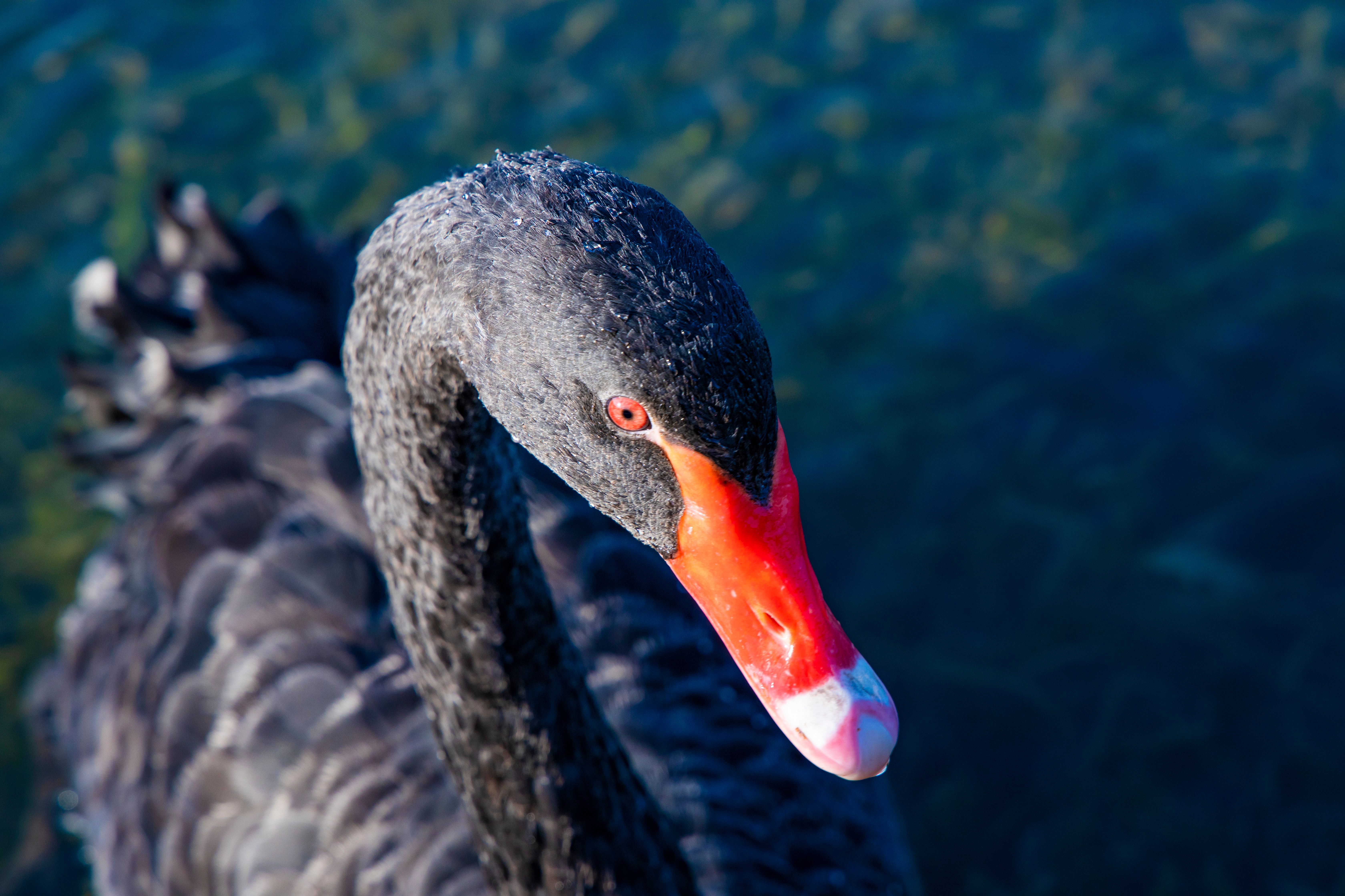 Close-up of a Black Swan with Vibrant Red Beak · Free Stock Photo