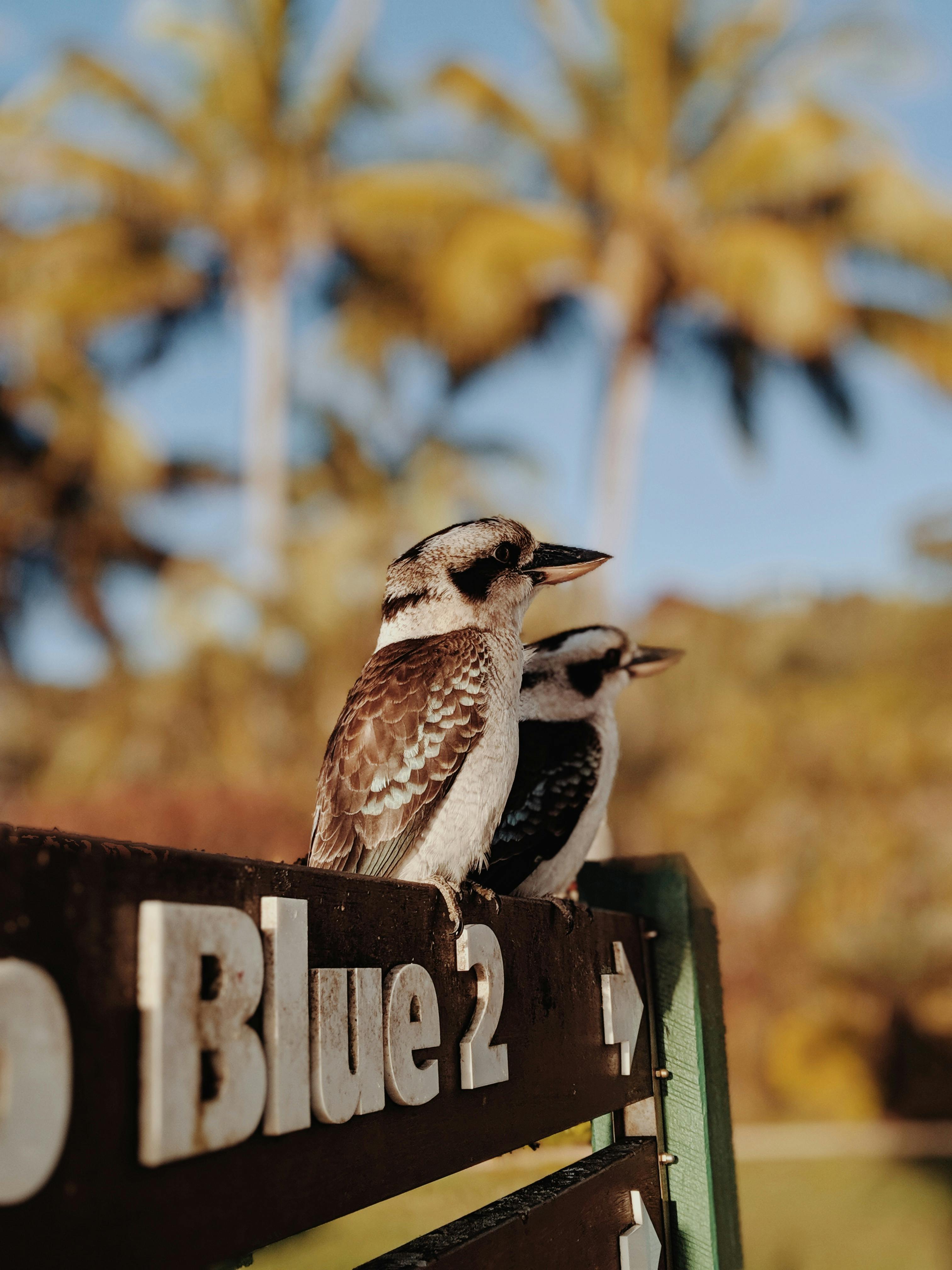 10+] Kookaburra Wallpapers