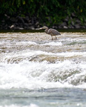在西澳州羊绒的急流中，雄伟的苍鹭正在捕猎鱼类