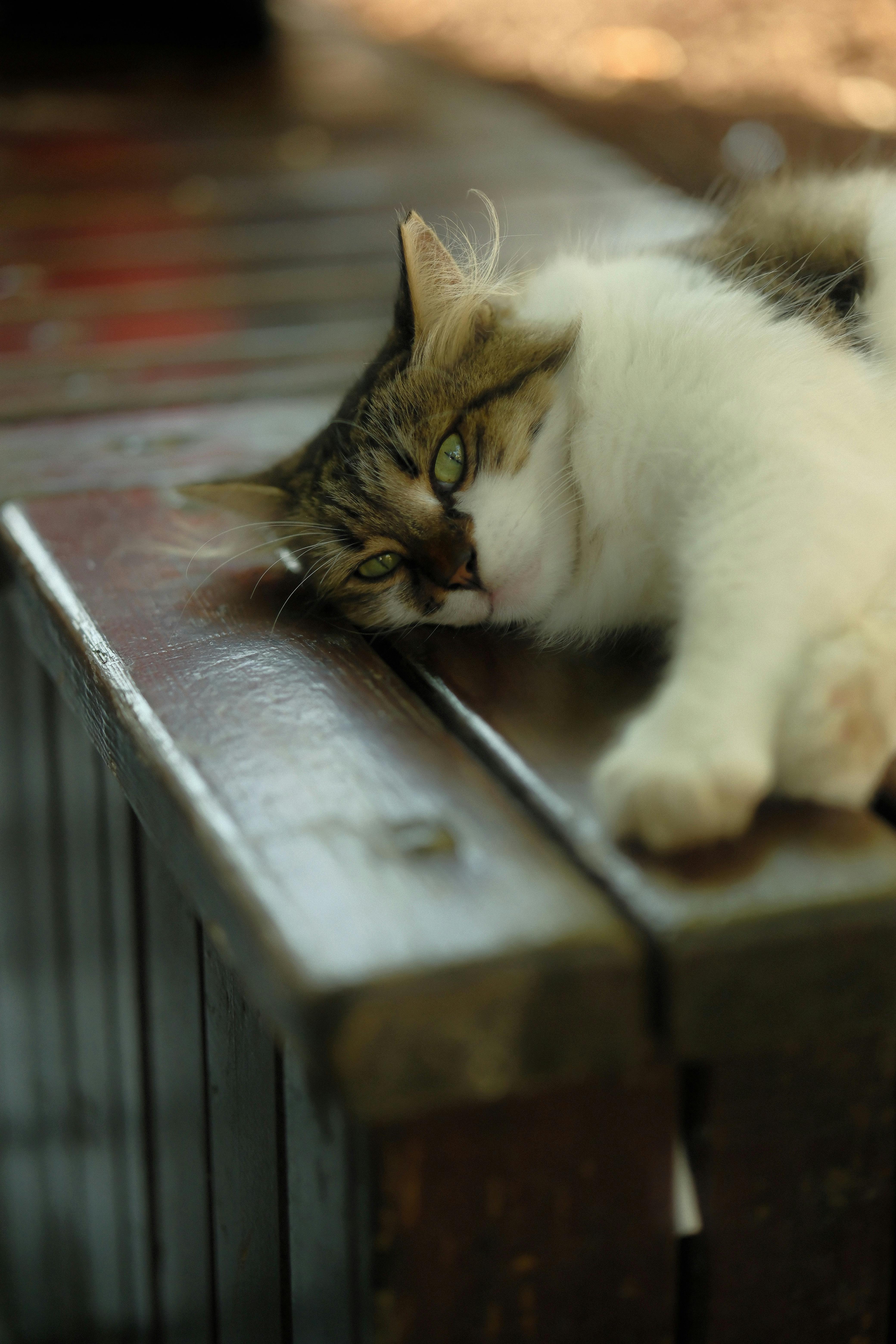 Katze im Katzenklo