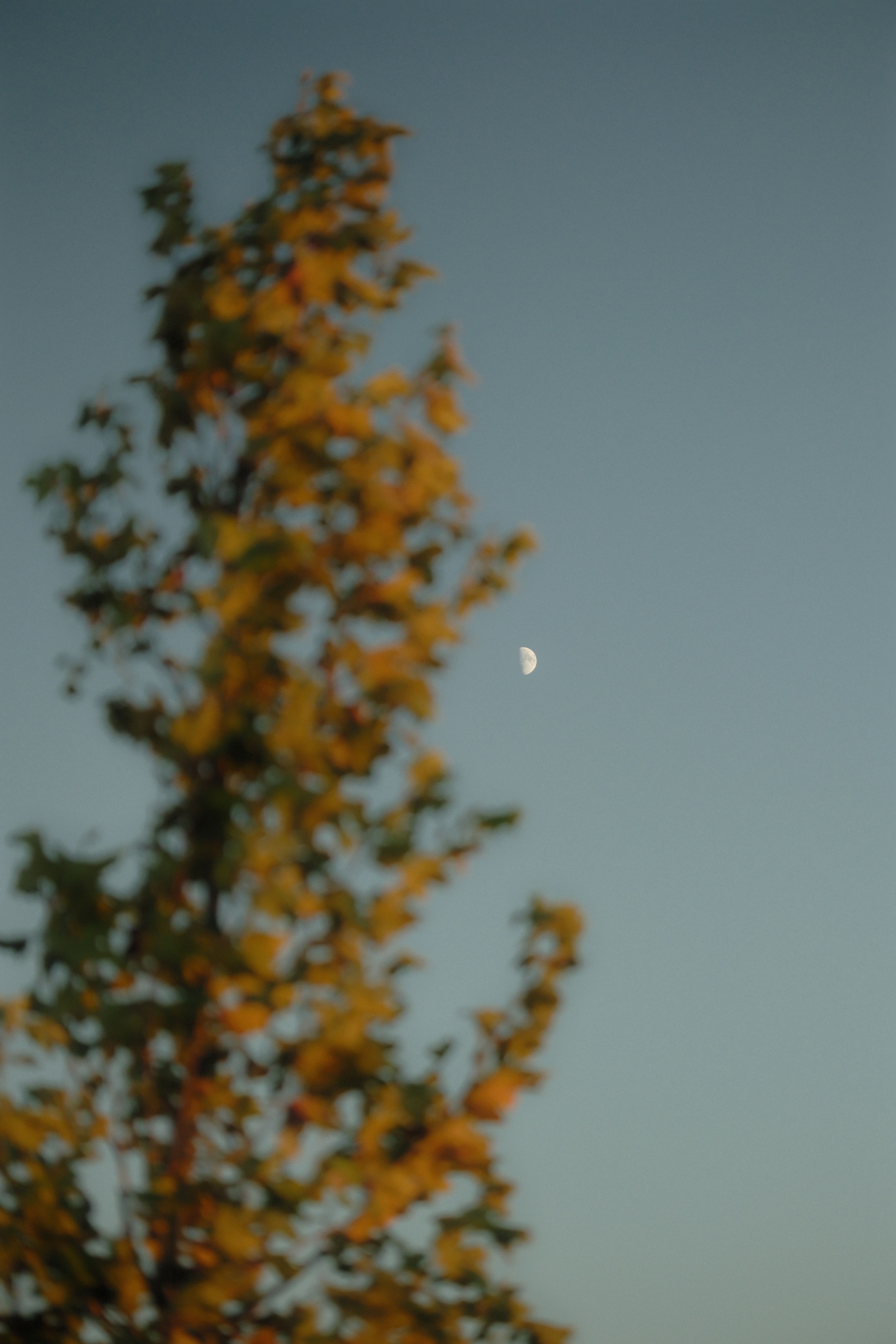 A crescent moon in a clear sky with blurry golden autumn tree leaves in the foreground.