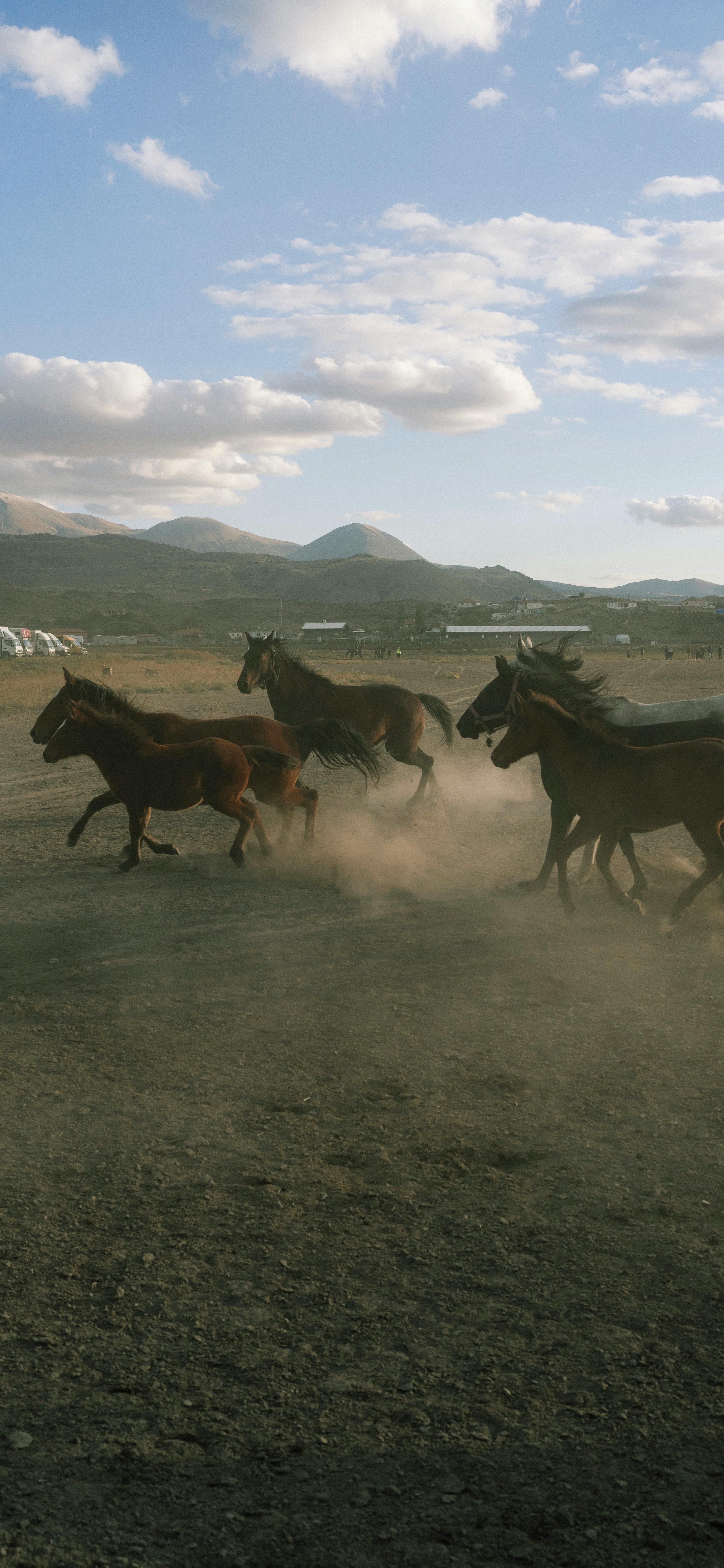 Wild Horses Running Across Dusty Plains · Free Stock Photo