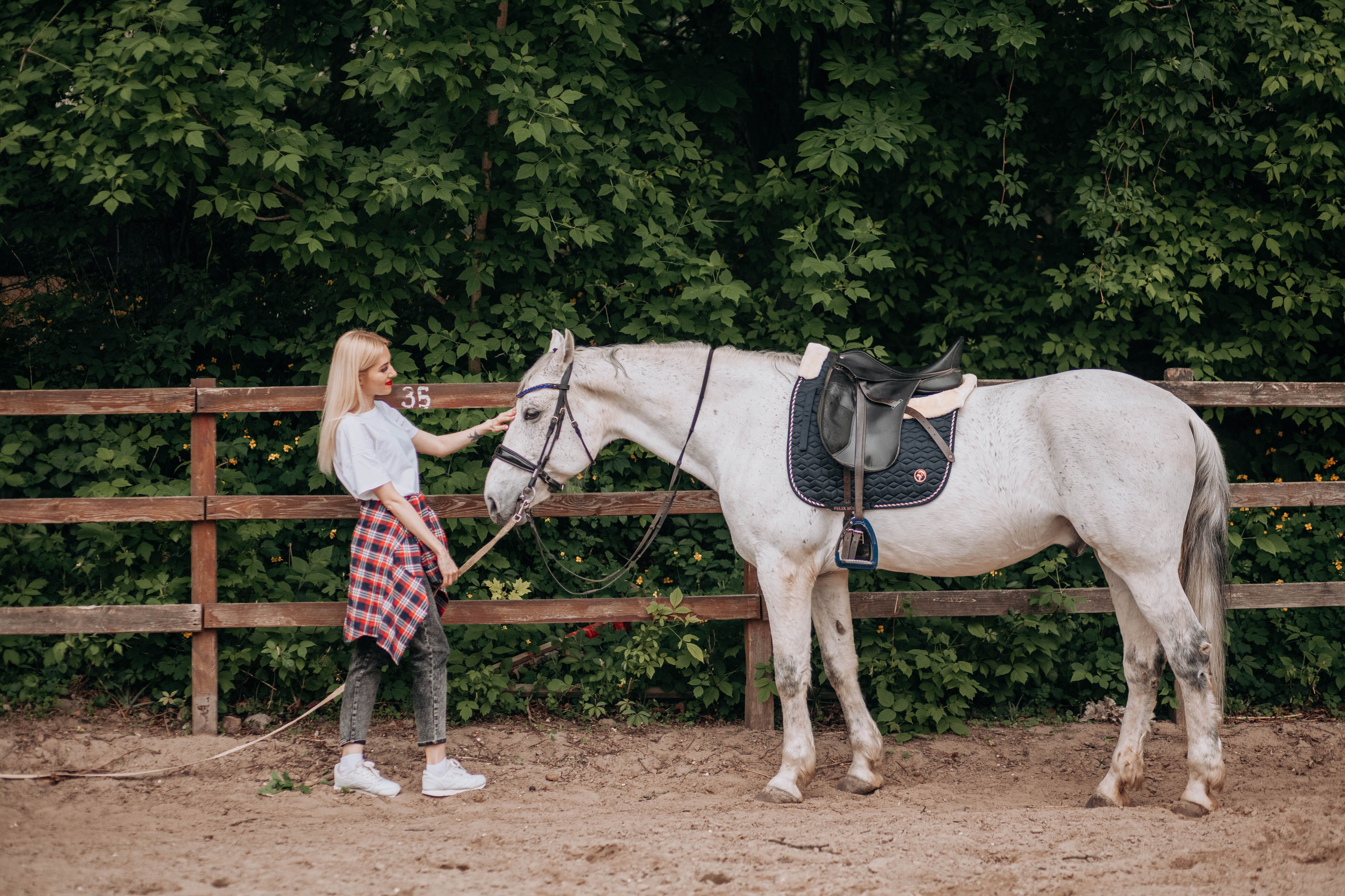 Woman and White Horse in Outdoor Stable Setting · Free Stock Photo