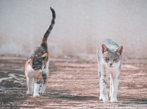 Decoding Cat Tail Language