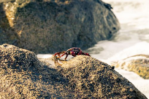 Free Vibrant crab on sunlit rocks by the ocean surf. Stock Photo