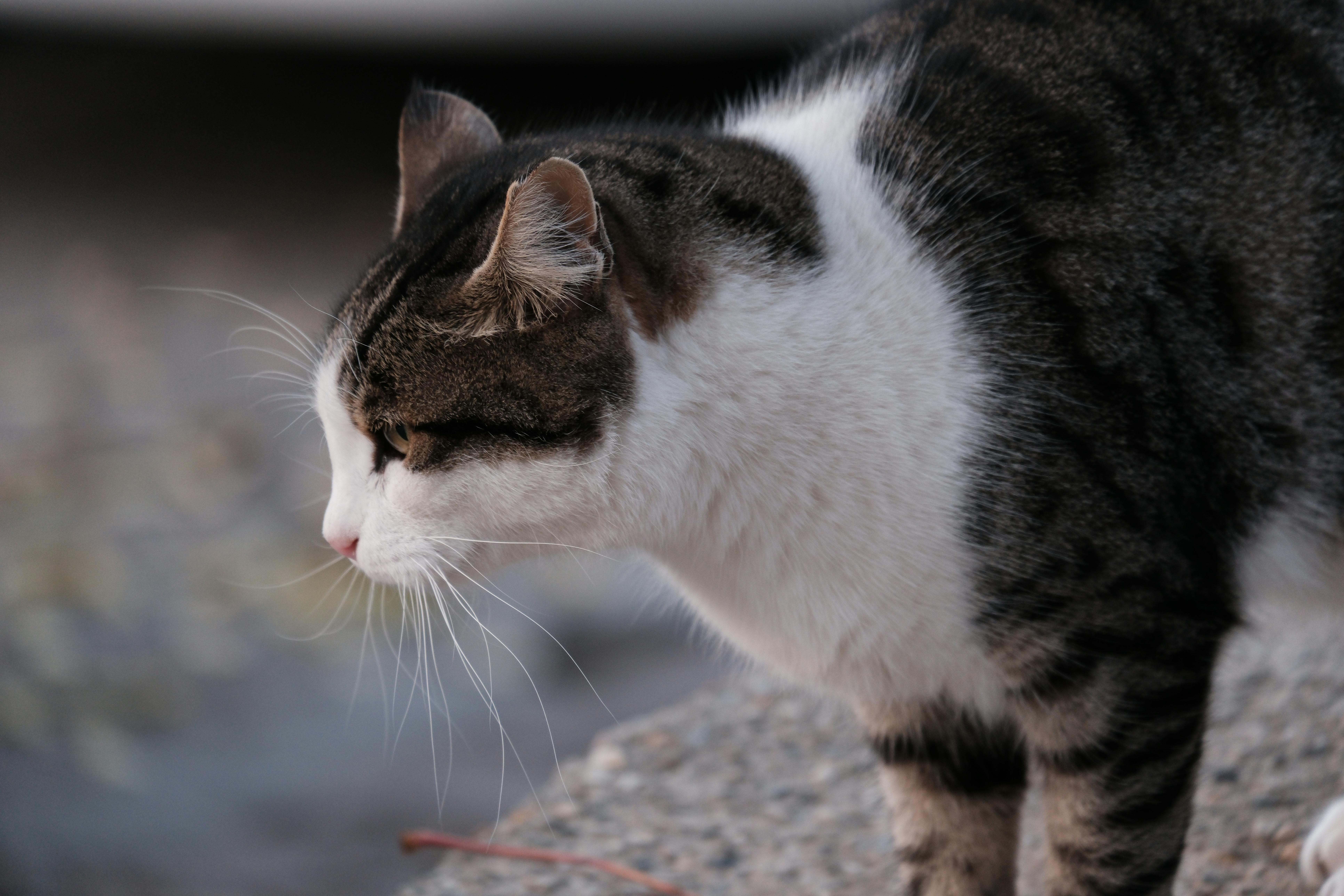 Katzentoilette