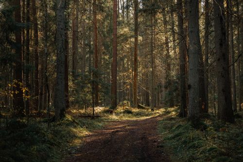Free A tranquil forest path illuminated by gentle sunlight in autumn. Stock Photo