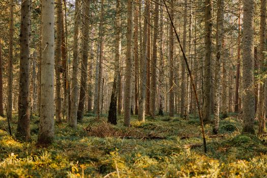 A beautiful forest scene featuring tall trees with sunlight filtering through, creating a serene atmosphere.