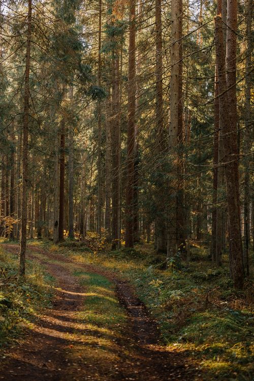Free Sunlit forest pathway surrounded by tall trees, creating a serene, natural scene. Stock Photo