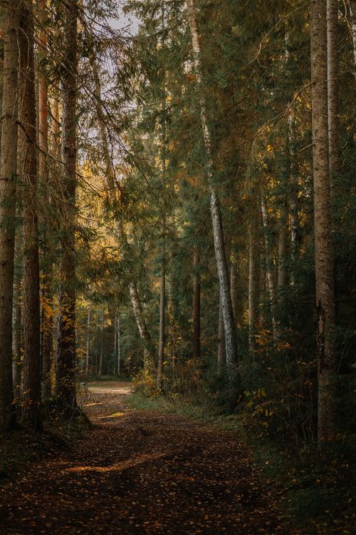 Free A tranquil forest path surrounded by tall trees in autumn, capturing the beauty of nature. Stock Photo