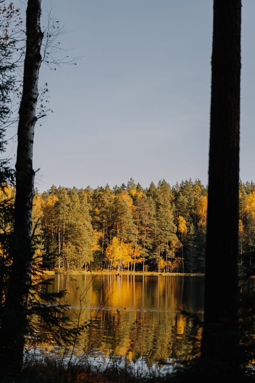 Free Beautiful view of a tranquil forest lake reflecting golden autumn foliage under clear skies. Stock Photo